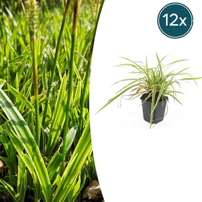 12x Carex morrowii 'Aureovariegata' - ↕10-25cm - Ø9cm