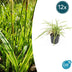 12x Carex morrowii 'Aureovariegata'  - ↕10-25cm - Ø9cm Bild 1