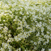 12x Kriechendes Gänseblümchen (Cerastium tomentosum) - Ø9cm Bild 7