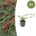 6x Cotoneaster dammeri 'Major' Groundcover - 25cm - Ø9cm Bild 1