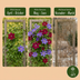 6x Clematis Duo Blue & Red - Waldrebe Duo Blau & Rot - Blau - Rot - Kletterpflanze - Ø9cm - ↕35cm Bild 6