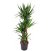 Yucca Elephantipe (Elefantenpalme) - 180 cm - Ø34 cm Bild 1