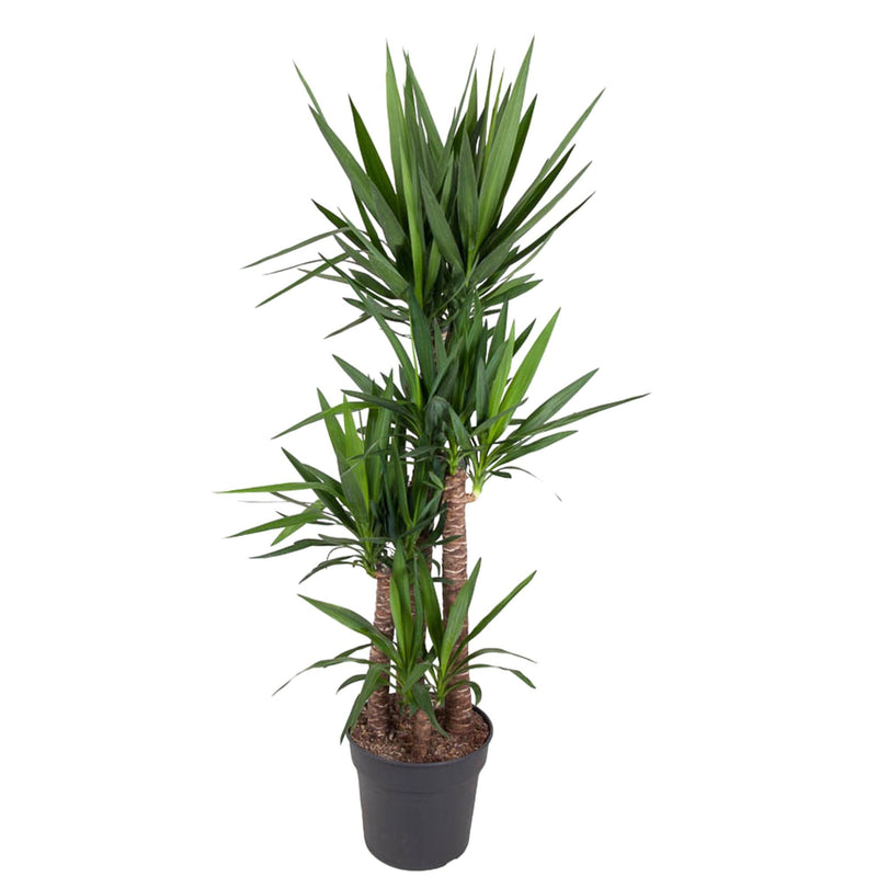 Yucca Elephantipe (Elefantenpalme) - 180 cm - Ø34 cm