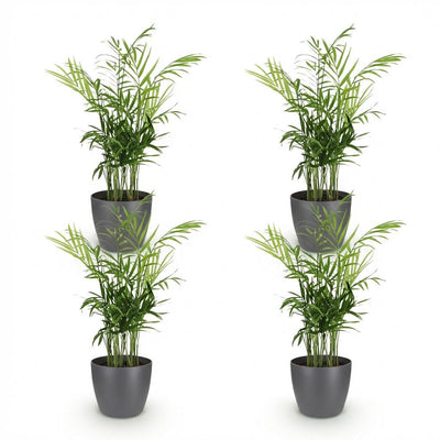 Green boutiQ: 4 Goldpalmen (Chamaedorea elegans) mit Übertopf Grau