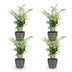 Green boutiQ: 4 Goldpalmen (Chamaedorea elegans) mit Übertopf Grau Bild 2