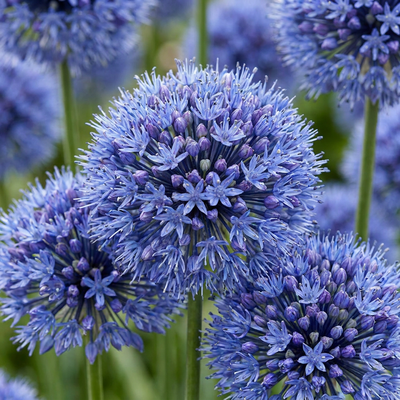 160x Allium Caeruleum - Blaue Kugelzwiebeln für Ihren Sommergarten
