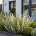 Green boutiQ - Perennial - Nepeta faassenii Snowflake - Cat Mint - Bee and Butterfly Attractors - White - 6 Plants - Pot 11cm - Height 15-25cm Bild 4