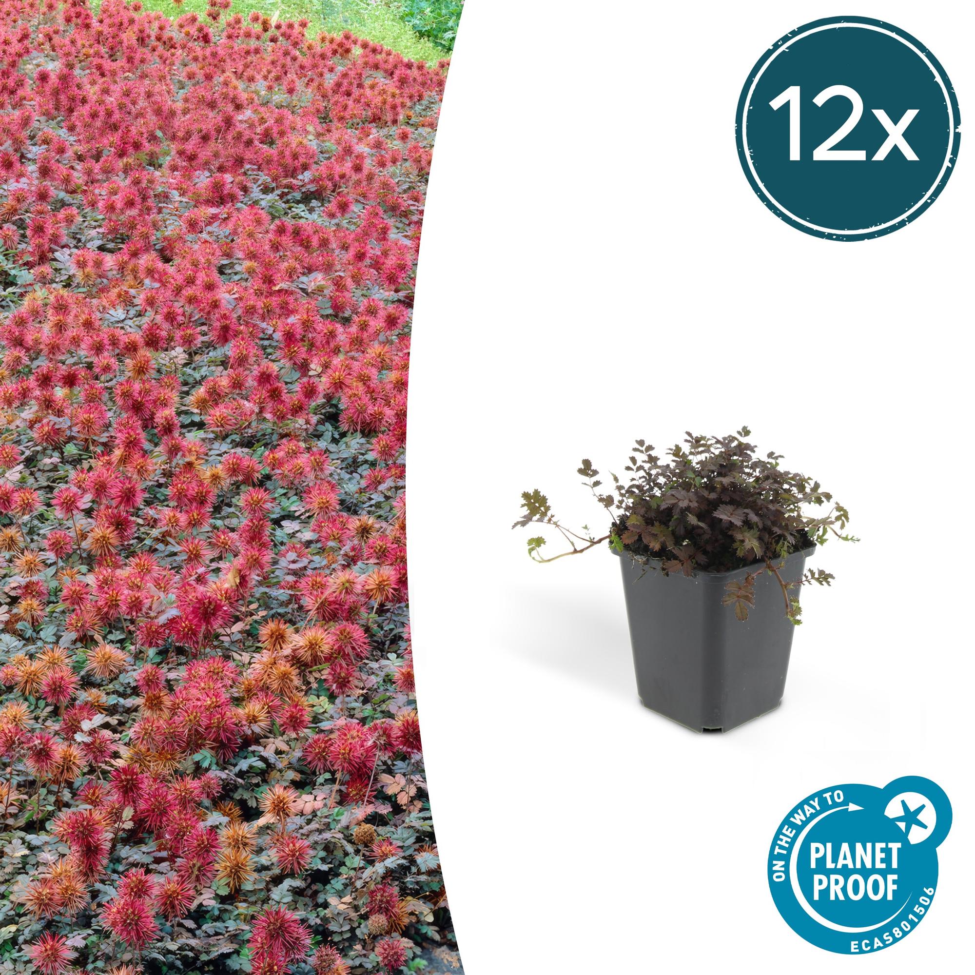 12x Acaena microphylla 'Kupferteppich' - Bodendecker 10-25cm