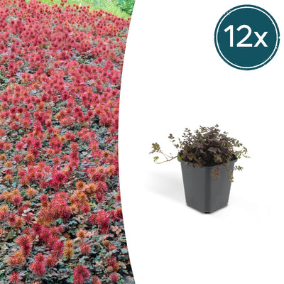 12x Acaena microphylla 'Kupferteppich' - Bodendecker 10-25cm