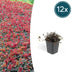 12x Acaena microphylla 'Kupferteppich' - Bodendecker 10-25cm Bild 1