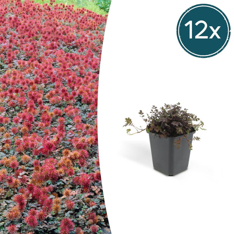 12x Acaena microphylla 'Kupferteppich' - Bodendecker 10-25cm