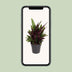 Calathea Lancifolia (Rattlesnake Plant) - Ø27cm - ↕70cm Bild 5