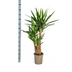 Yucca Elephantipes Verzweigt: Pflegeleichte Zimmerpflanze Ø24cm, 80-100cm Bild 2