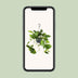 Epipremnum Aureum (Zimmerpflanze) Ø15cm - ↕25cm Bild 5