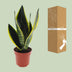 Sansevieria Futura Superba: pflegeleichte Grünpflanze, 30cm Bild 4
