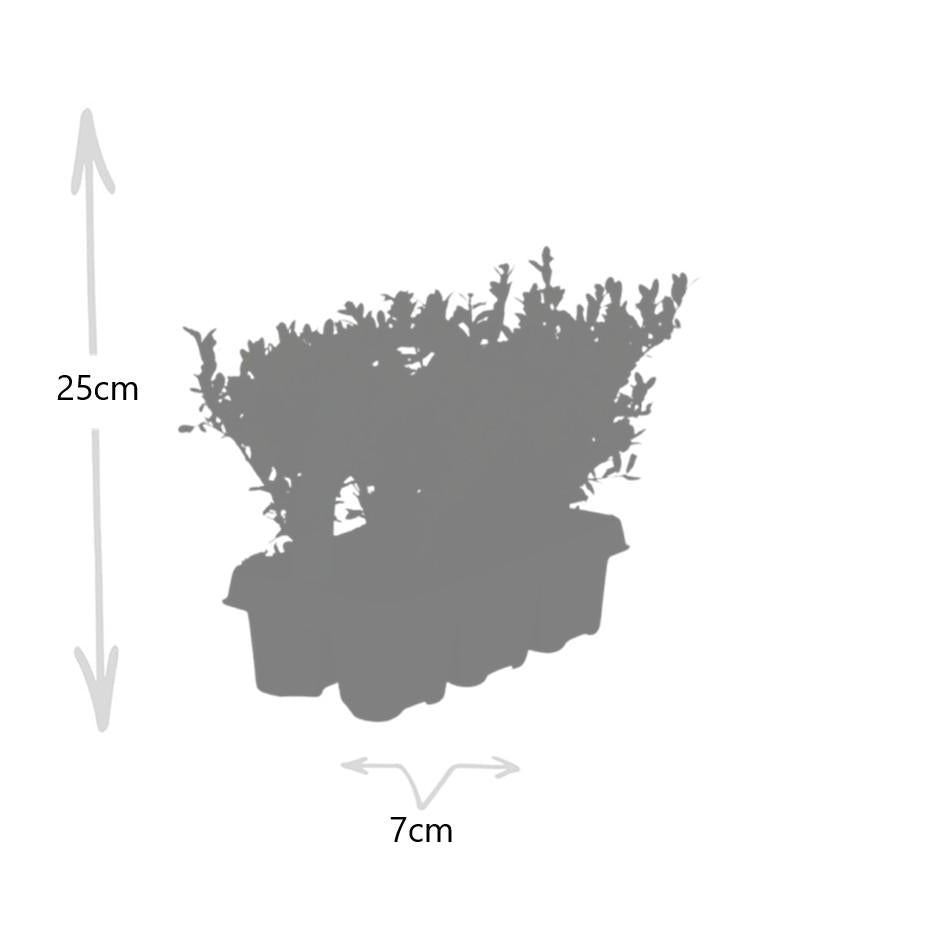 12x 6er Pack Ilex crenata 'Jenny' - Hecken- & Formschnittpflanze