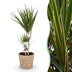 Dracaena Marginata (Drachenbaum) im 17cm Topf, 70-80cm hoch Bild 1