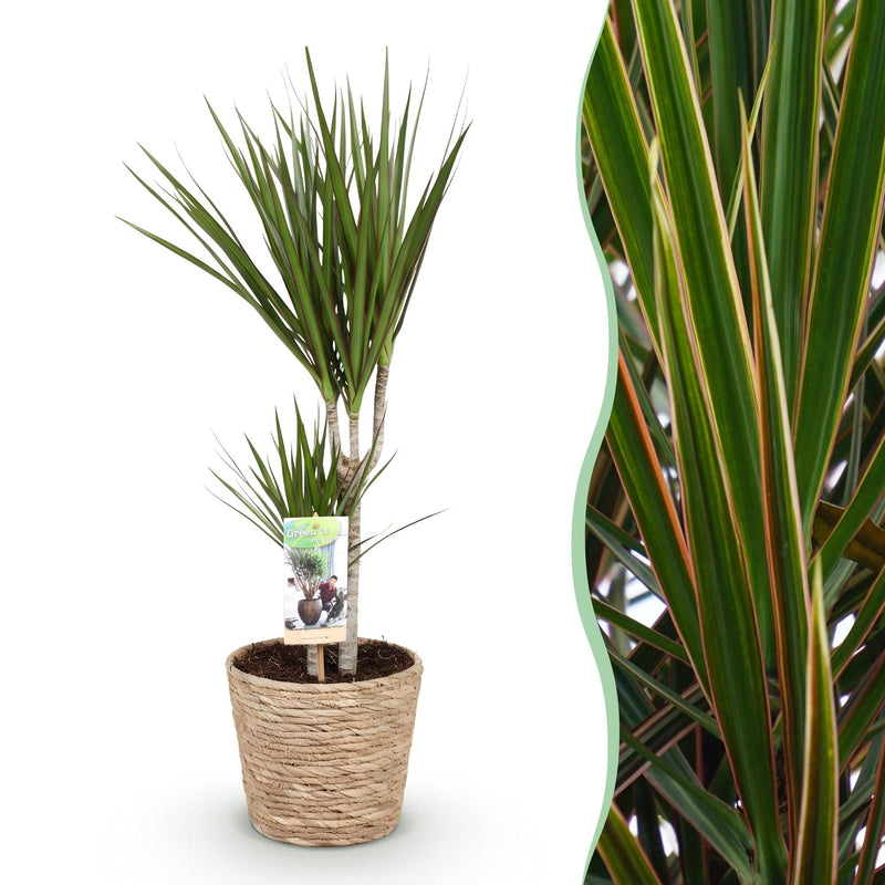 Dracaena Marginata (Drachenbaum) im 17cm Topf, 70-80cm hoch