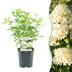 GreenboutiQ - Rispenhortensie - Hydrangea panniculata Limelight - Blüten Creme Weiß - 1 Pflanze - Laubabwerfend - Große Blüten - Topf 17cm Höhe 50cm Bild 1