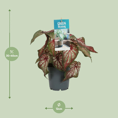 Caladium Bicolor 'Engelsschwingen' – Ø12cm Topf, ca. 25cm hoch