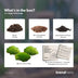 Terrarium Starter- & Nachfüllpaket L/XL - DIY & Pflege Bild 3