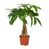 Pachira Aquatica Tree, Ø12cm pot, 35cm high Bild 1