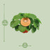 Pilea Peperomioides Zimmerpflanze Ø15cm - ↕30cm Bild 2