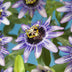 GreenboutiQ Passion Flower 'Damsel's Delight', Purple/White, 2 Plants Bild 4