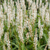 Green boutiQ - Perennial - Persicaria ampl. Alba - Knotweed - Shade - White - 12 Plants - Pot 11cm - Height 15-25cm Bild 12