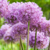 Allium 'Globemaster' Zwiebeln - 5 Stück für Ihren Garten Bild 4