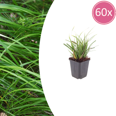 60x Japan-Segge (Carex morrowii) im 9cm Topf, 10-25cm hoch