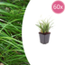 60x Japan-Segge (Carex morrowii) im 9cm Topf, 10-25cm hoch Bild 1