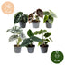 6x Baby Alocasia: Rot, Grün, Schwarz, Silber, Grau - Ø6cm Bild 3