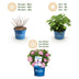 Endless Summer Hydrangea 'The Original Pink', 4 Plants Bild 4