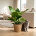 Philodendron Imperial Green Zimmerpflanze im Korb, 65cm Bild 5