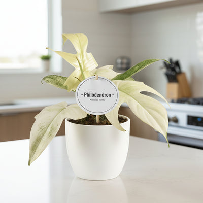 Philodendron Florida Ghost: Seltene Zimmerpflanze im 12cm Topf, 30cm hoch