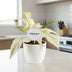 Philodendron Florida Ghost: Seltene Zimmerpflanze im 12cm Topf, 30cm hoch Bild 2