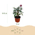 Buddleja davidii 'Little Ruby' - Butterfly Bush, 3 Plants Bild 3