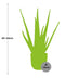 Aloe Vera Pflanze im gelben ELHO Vibes Fold Topf (12cm) Bild 3