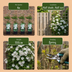 6x Clematis Jackmanii Huldine - Waldrebe Huldine - Weiß - Kletterpflanze - Ø9cm - ↕35cm Bild 5