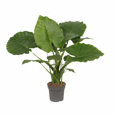 Alocasia Gageana 'California' - Elefantenohr, Ø21cm, ↕80cm