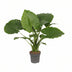 Alocasia Gageana 'California' - Elefantenohr, Ø21cm, ↕80cm Bild 1