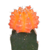 Gymnocalycium Mischung - 3x Veredelte Sukkulenten, 5,5 cm Topf Bild 3