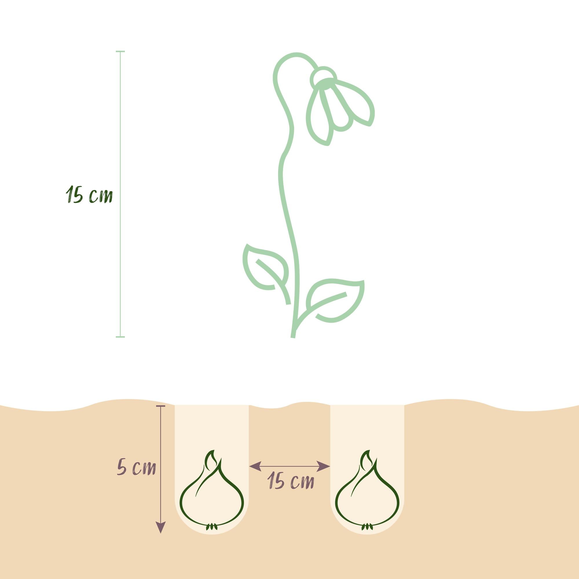 GreenboutiQ - Blumenzwiebeln - Scilla Siberica - Bulbs Hardy Perennial - Farbe Lila - 50 Stück - Zwiebelgröße 7/8 - XXL Pack