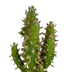Cactus mix 5x (5.5cm pot) in white pot Bild 3