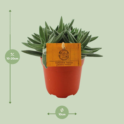 Crassula Tenelli Jade Plant: Ø11cm pot, 15cm high, easy to care for