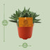 Crassula Tenelli Jade-Pflanze: Ø11cm Topf, 15cm hoch, pflegeleicht Bild 3