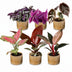 Baby Paradise Mix: 6 tropische Zimmerpflanzen in Ø6cm Töpfen Bild 2