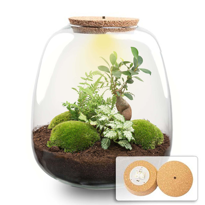 Pflanzenterrarium – Emma – DIY-Set – Höhe 25 cm – Ø 23 cm – Bonsai White