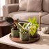 3x Baby Philodendron Tricolour Set: Weiß, Rosa, Gelbgrün - Ø6cm Bild 3